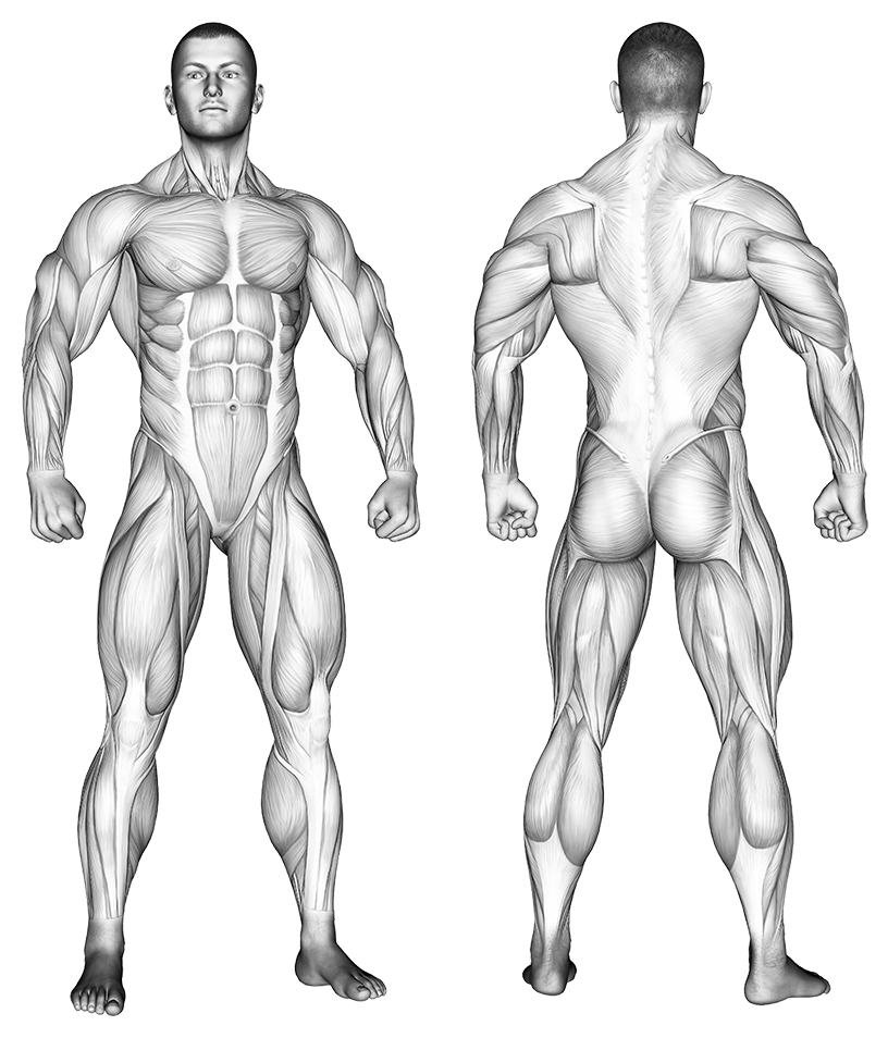 anatomy of male muscular system